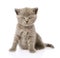 Little british shorthair kitten sitting in front. isolated