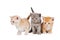 Little british shorthair kittens