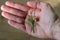 Little Broken Flower in woman`s hand. Close-up