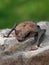 Little Brown Bat (Myotis lucifugus)