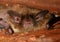 Little Brown Bat Sleeping