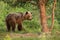 Little brown bear moving in woodland in summer nature