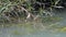 Little Brown Bird Alone in the Reeds by the Wetland Lake Water