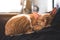 A little brown cat sleeping on a black pillow with feeling cozy and comfortable