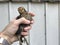 Little brown chicken.  man holds chicken in hand in farm