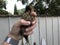 Little brown chicken.  man holds chicken in hand in farm