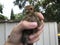 Little brown chicken.  man holds chicken in hand in farm