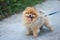 Little brown color pomeranian dog with happy smile face standing