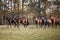 The little brown colt pony