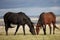 The little brown colt pony