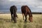 The little brown colt pony