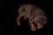 Little brown Doberman puppy sleeping sweetly on a black background,