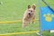 The little brown dog jumps the obstacles of agility contest