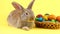 little brown fluffy bunny sitting on a pastel yellow background with a wooden basket full of ornate