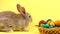 little brown fluffy bunny sitting on a pastel yellow background with a wooden basket full of ornate
