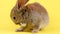 little brown fluffy cute rabbit washes on a pastel yellow background, close-up.