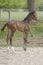 A little brown foal, mare foal standing in full body, during the day with a countryside landscape