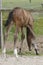 A little brown foal, mare foal standing in full body, seen from the backside, during the day with a countryside