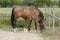 A little brown foal, mare foal standing next to the mother, during the day with a countryside landscape