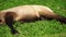 Little brown foal sleeps on grass. child of the horse fell asleep in the summer in the sun. A baby pony sleeps on a