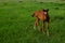 A little brown foal stands on a green meadow