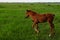 A little brown foal stands on a green meadow