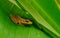 A little brown frog hiding in green banana