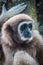 Little Brown Gibbon, Koh Samui, Thailand