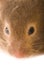 Little brown hamster close-up