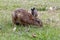 Little brown hare eating grass in a park