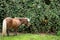 Little brown horse, Shetland pony, grazes on green grass, green tree background