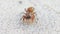 Little brown jumping spider trying to clean its legs