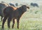 Little brown lamb in the pasture. Sheep breeding fine-fleeced