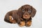 Little brown Lovely dog breed Dachshund puppy on white background