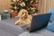 Little brown Maltipoo dog sitting on sofa on New Year's day and watching video on laptop, pet for Christmas
