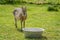 Little brown Mara animal drinking water from a basin on the grass