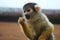 little brown monkey with black head and white ears from afrika in a german zoo