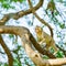 A little brown monkey in a natural forest park climb on a branch and is enjoying alone at Khao Ngu Stone Park, Ratchaburi,