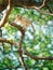 A little brown monkey in a natural forest park climb on a branch and is enjoying and making eye contact