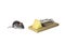 Little brown mouse next to mousetrap with a piece of cheese isolated