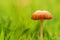 little brown mushroom green grass background