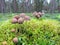 Little brown mushrooms on stump, Lithuania