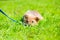 Little brown playful puppy hiding in green grass