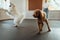 Little brown Poodle and snow-white Japanese Spitz training together in pet house with dog trainer