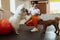 Little brown Poodle and snow-white Japanese Spitz training together in pet house with dog trainer