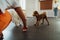 Little brown Poodle and snow-white Japanese Spitz training together in pet house with dog trainer