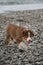 Little brown puppy Aussie walks along stone seashore and studies nature and world around. Socialization of puppy outside.