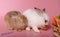 A little brown rabbit is going to sleep. Beside, there is a little white rabbit being cleaned on the body on a pink background