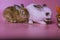 A little brown rabbit is going to sleep. Beside, there is a little white rabbit being cleaned on the body on a pink background