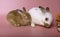 A little brown rabbit is going to sleep. Beside, there is a little white rabbit being cleaned on the body on a pink background